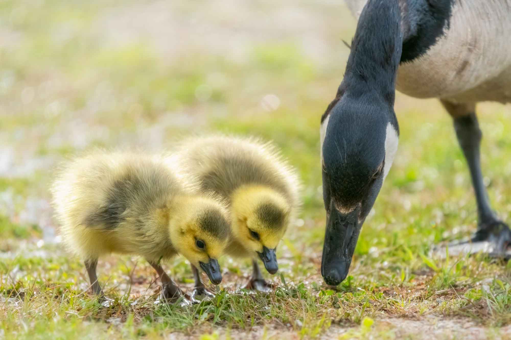 Canada-Goose-and-Goslings-istcok-KenCanning.jpg