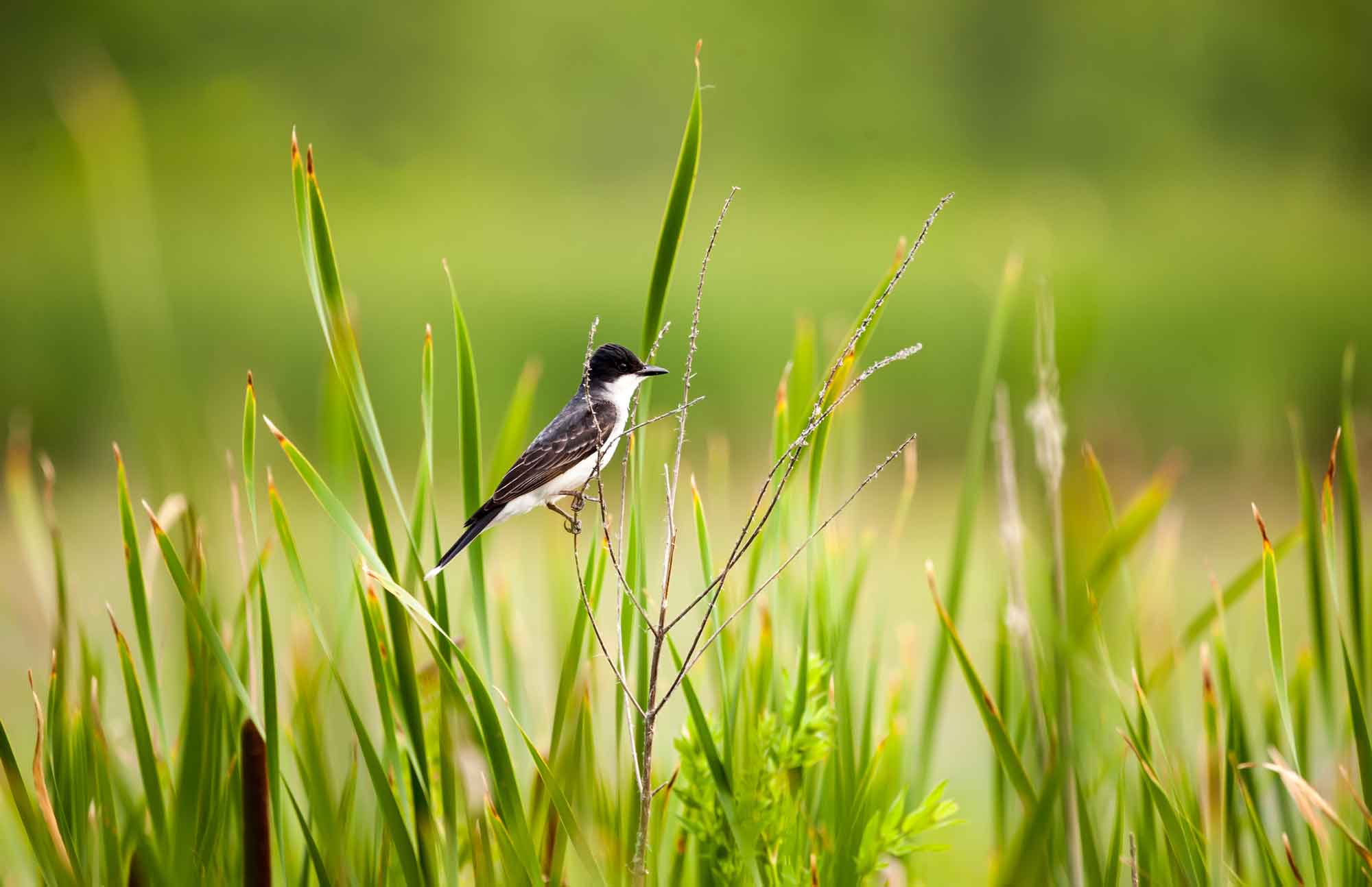 Eastern-Kingbird-Great-Meadows-istock-maiakphotography.jpg