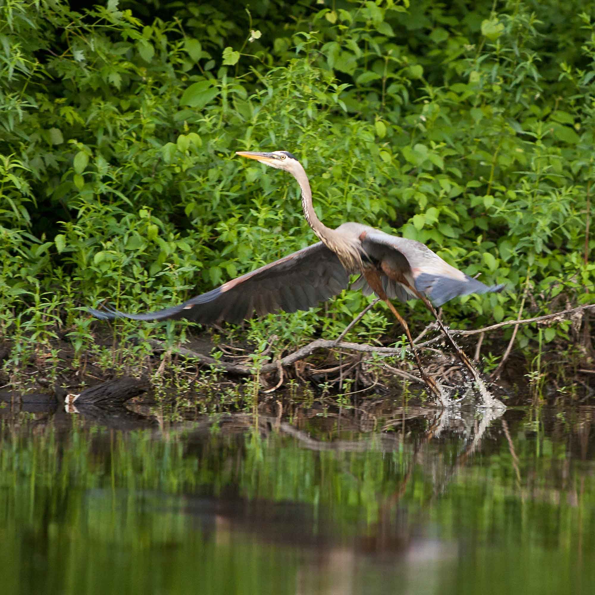 Great-blue-heron-.jpg