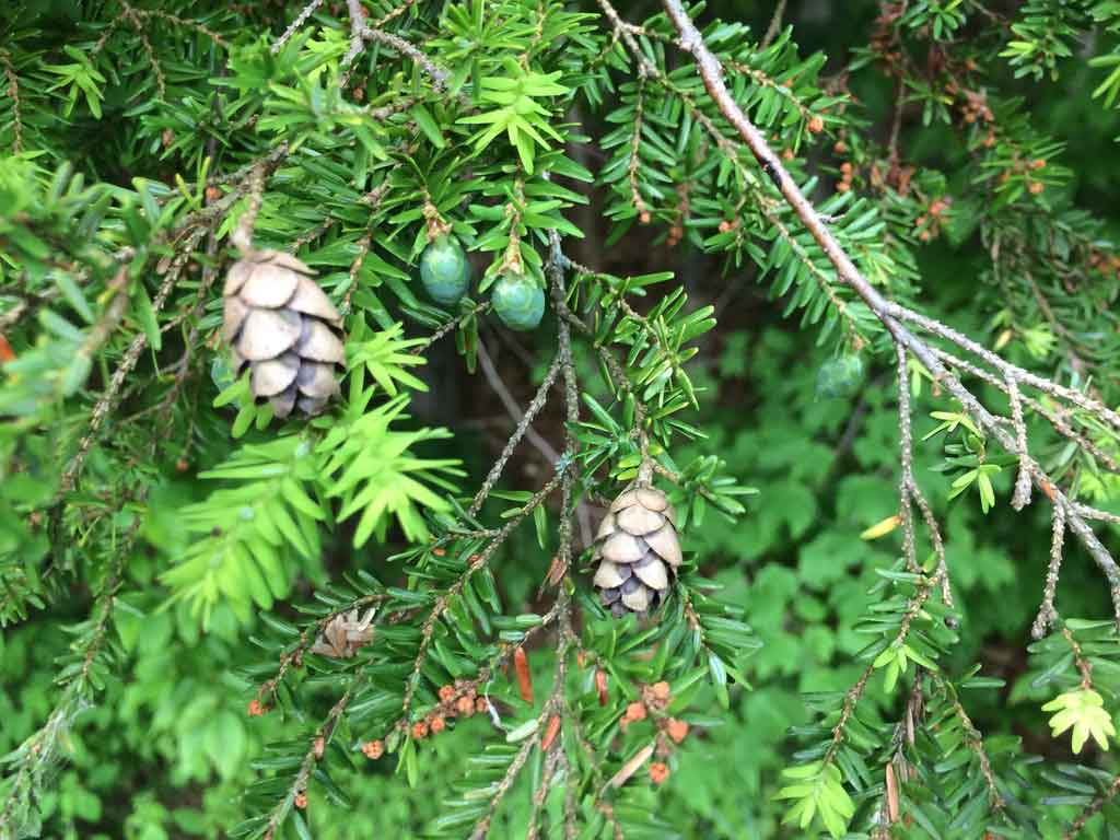 Hemlock-from-inaturalist.jpg