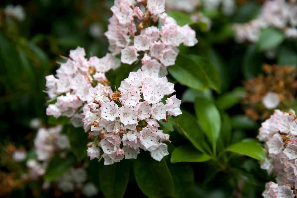 Mountain-laurel.jpg