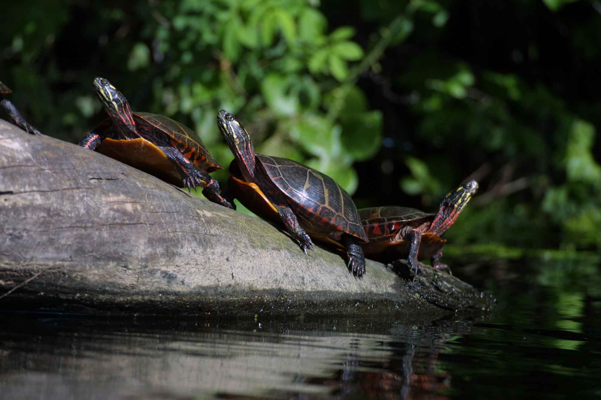 Painted-turtles.jpg