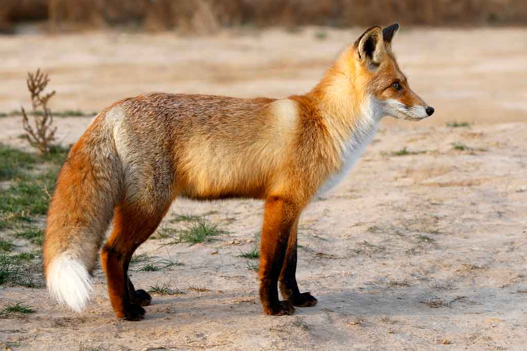 Red-fox.jpg