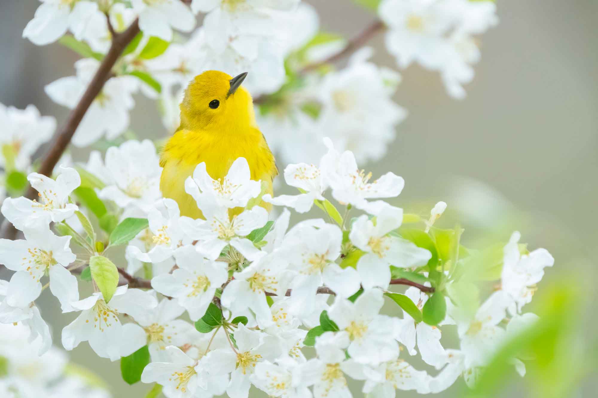 Yellow-Warbler-in-Apple-Tree-Great-Meadows-istock-KenCanning.jpg