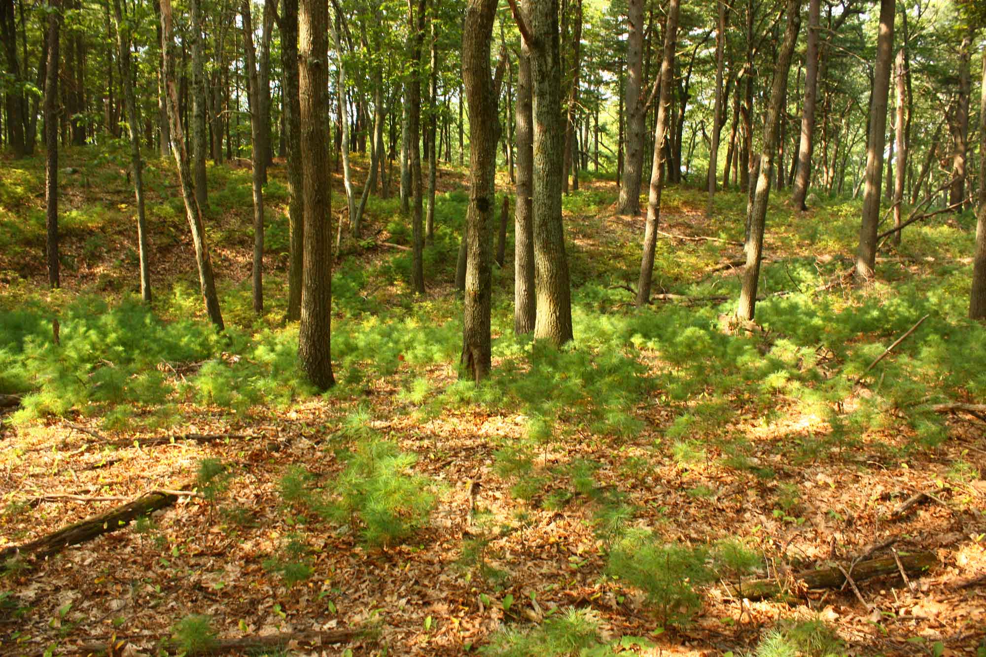 Bear-Garden-Hill-7738.jpg