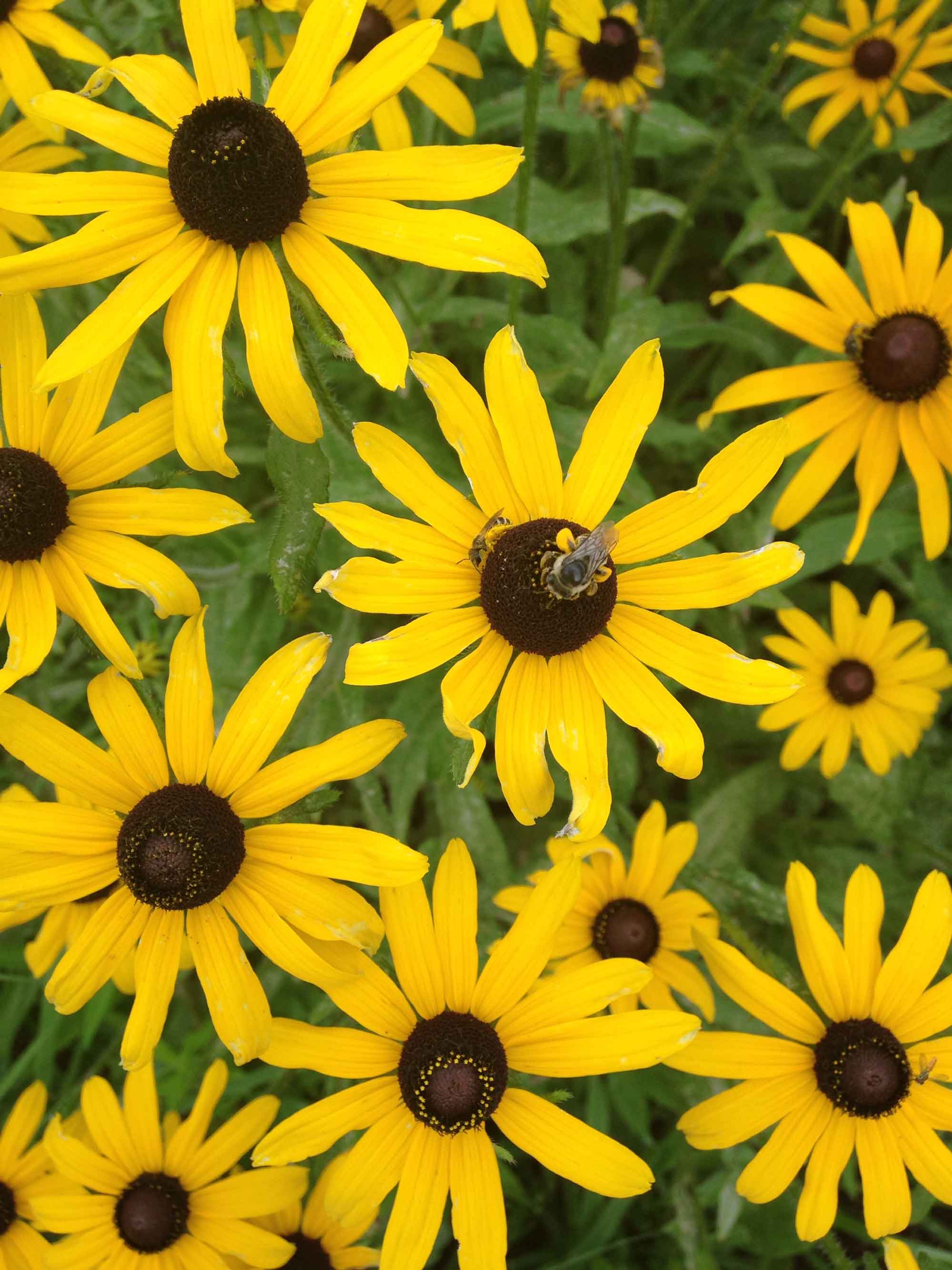 Rudbeckia-Courtesy-of-Grow-Native-Massachusetts.jpg