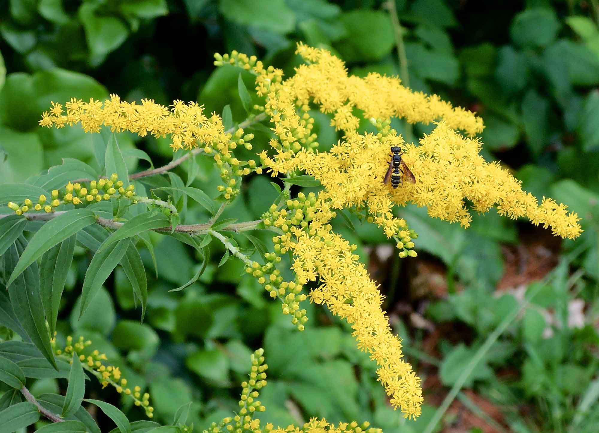 Wasp-on-goldenrod-Courtesy-of-Grow-Native-Massachusetts.jpg