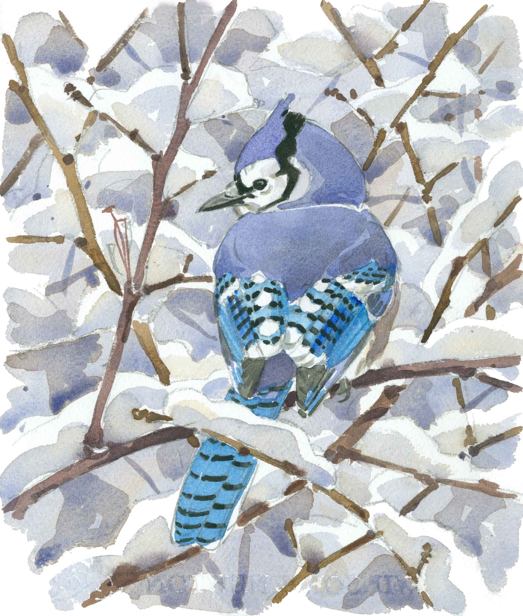 Blue-Jay