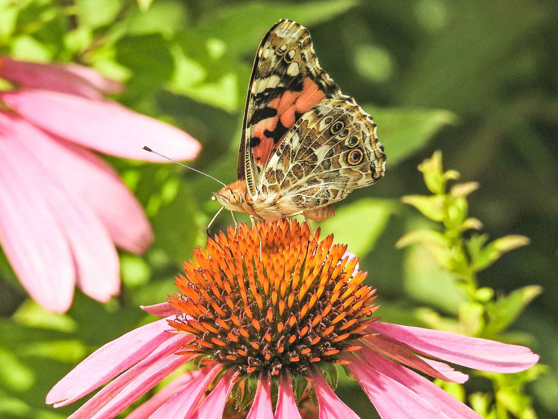 Painted-Lady.jpg