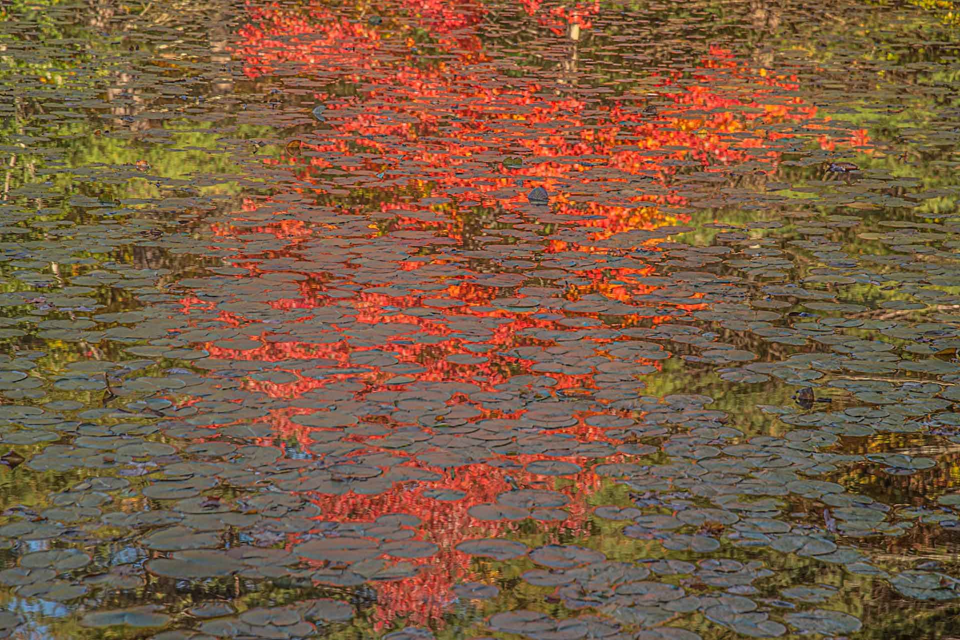 Reflections-on-Lily-Pads.jpg