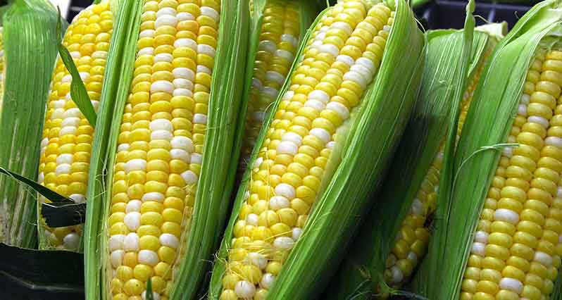 corn-on-the-cob.jpg