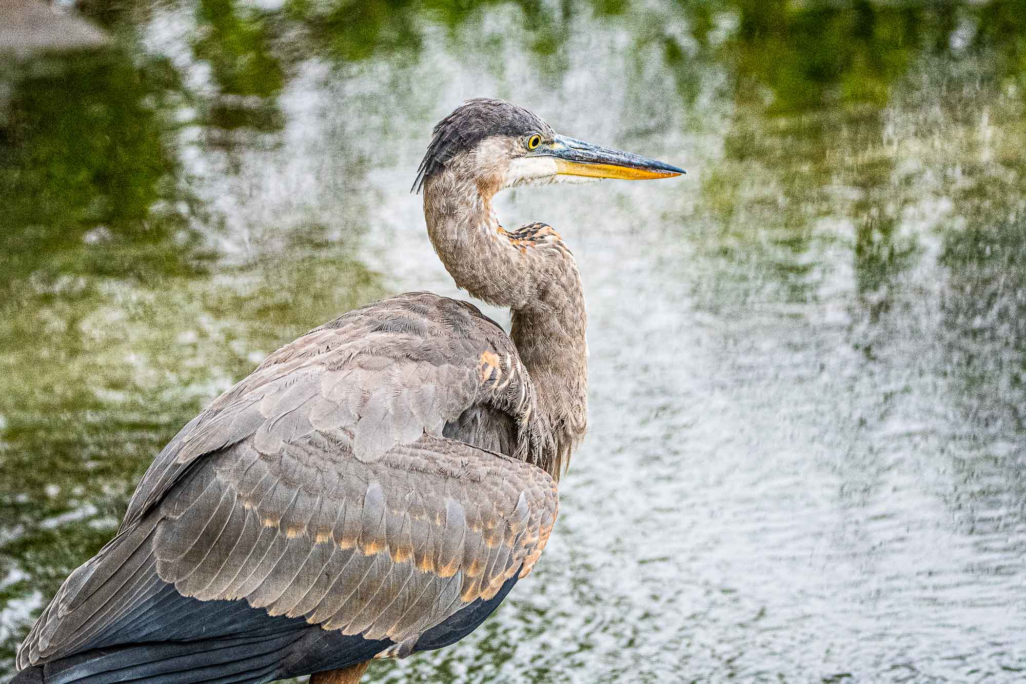 Great-Blue-Heron.jpg