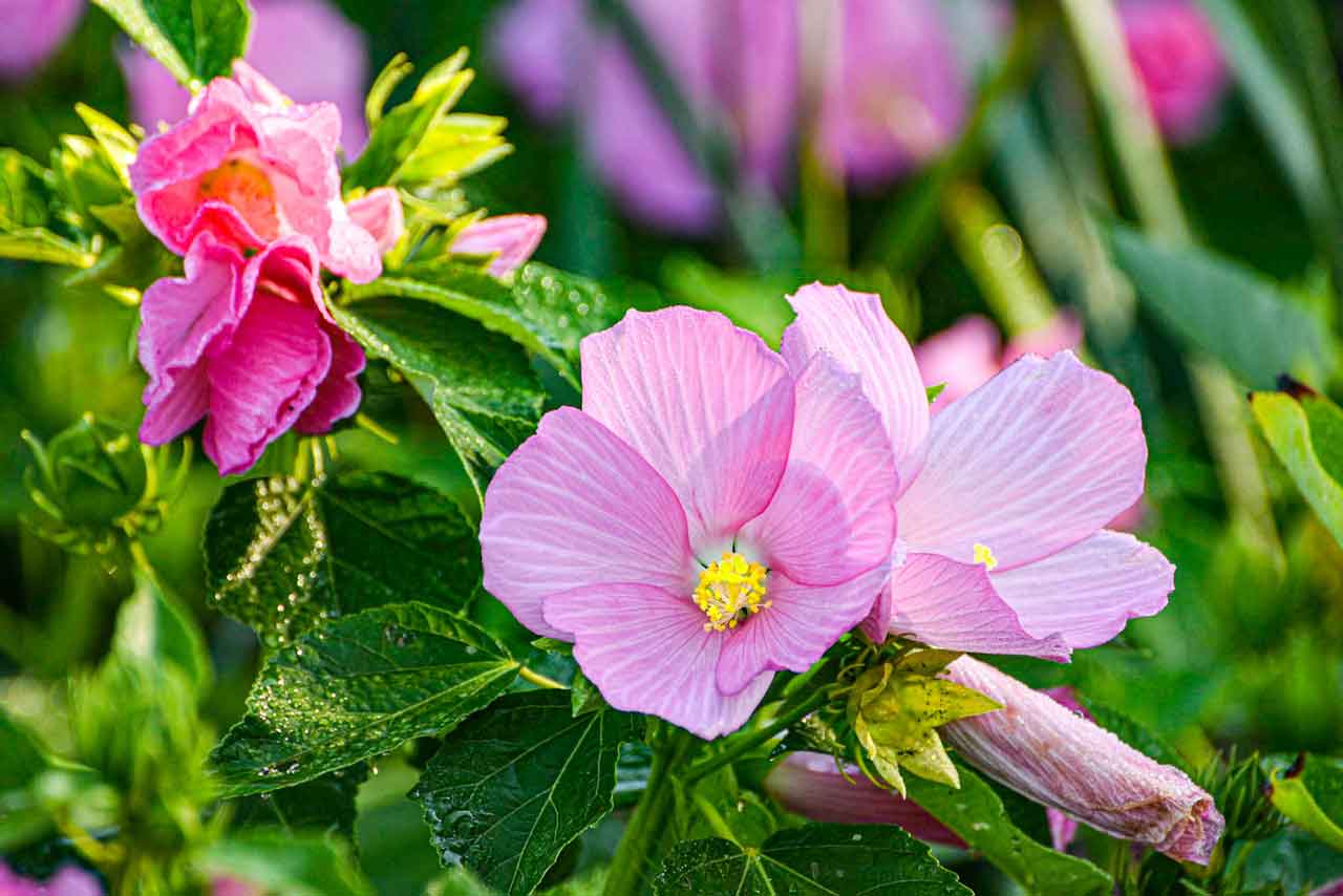 Rose-Marsh-Mallow-at-Great-Meadows.jpg