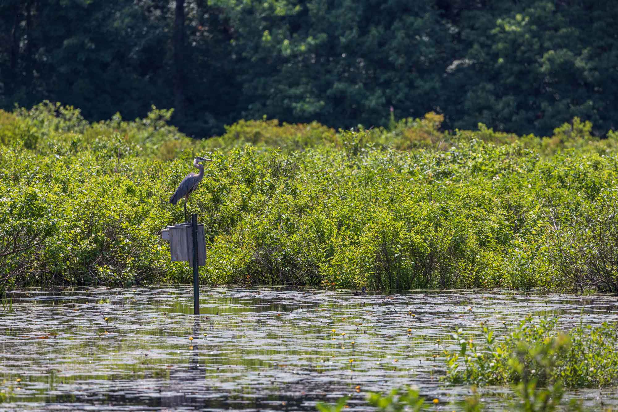 Great-Blue-Heron-at-Brewster's-Woods---credit-Mass-Audubon.jpg