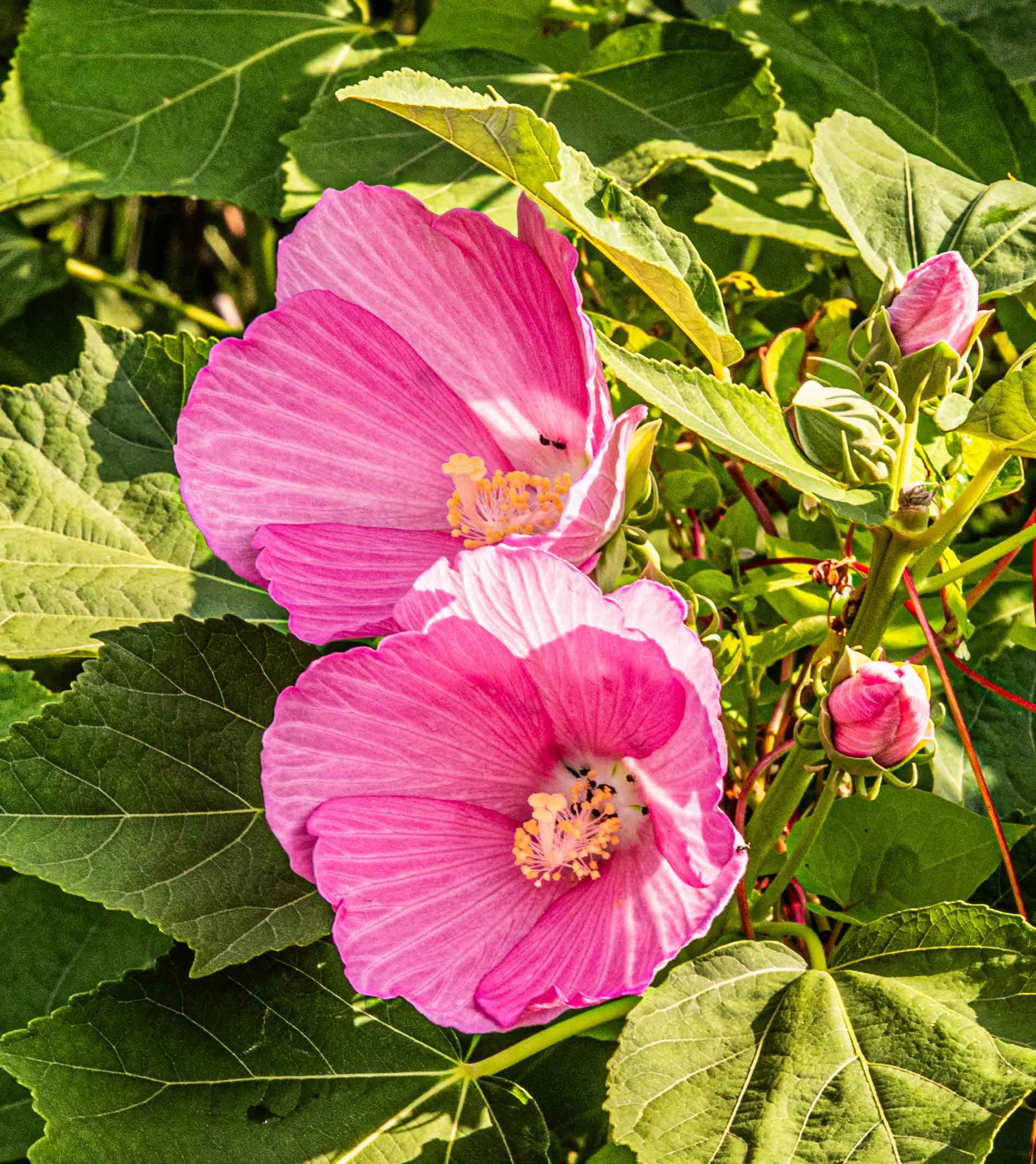 DC-Swamp-Rose-Mallow.jpg