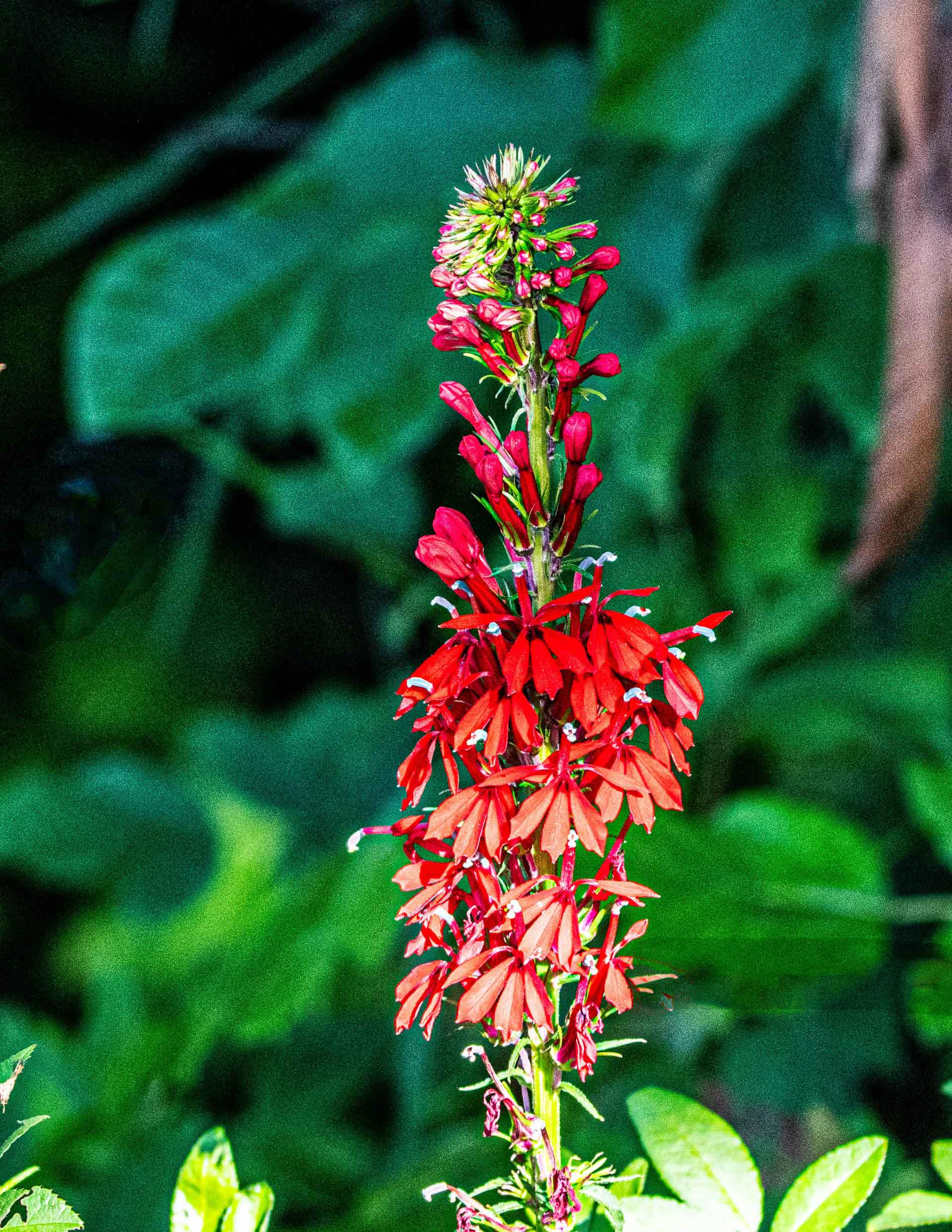 thumbnail_Cardinal-Flower.jpg